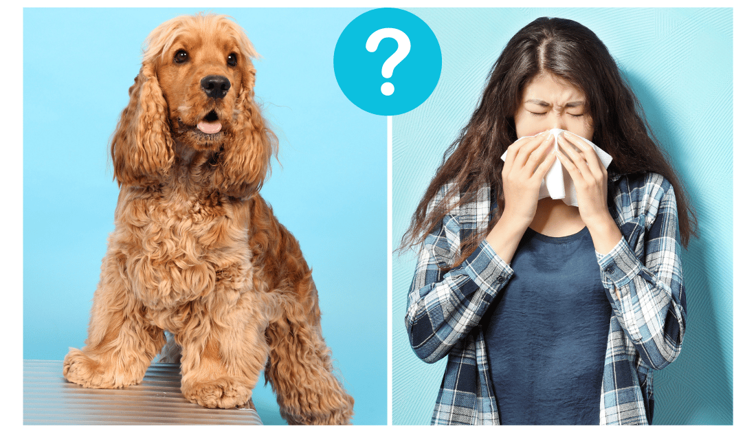 Are Cocker Spaniel Hypoallergenic Dogs: Myth or Miracle?