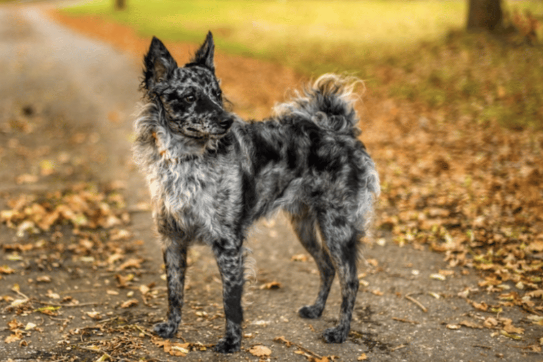 Dog Breeds RARELY Seen Outside Their Native Countries: Mudi (Hungary)