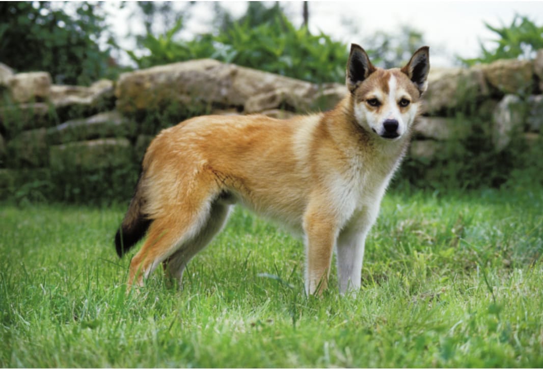 Dog Breeds RARELY Seen Outside Their Native Countries: Norwegian Lundehund (Norway)