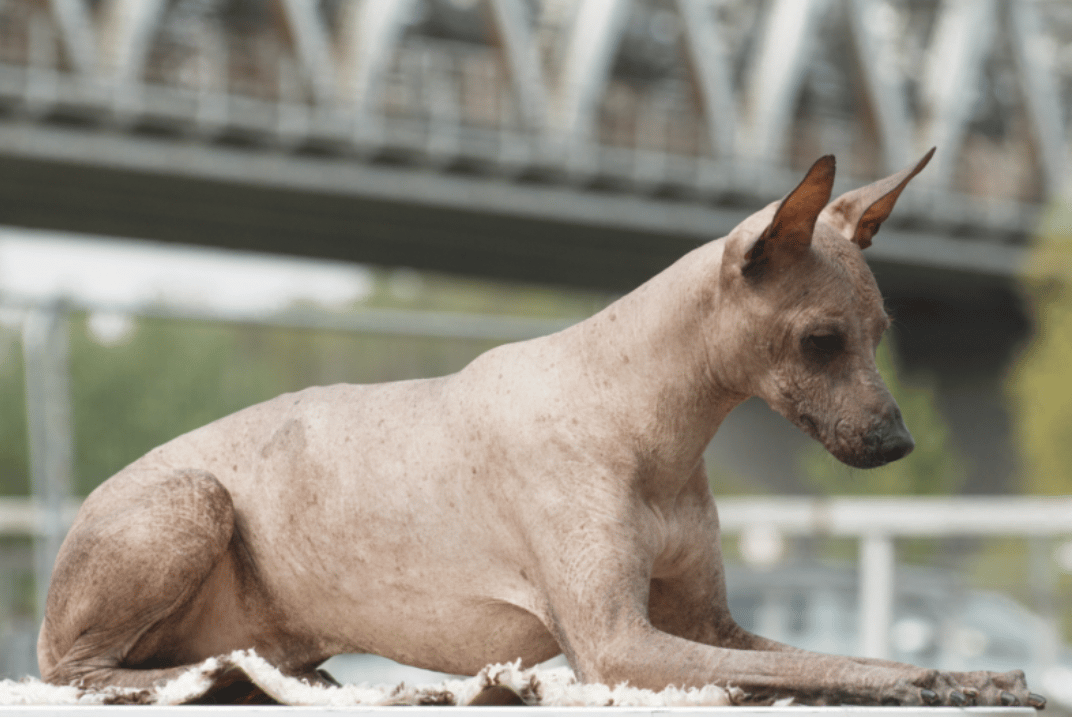 Dog Breeds RARELY Seen Outside Their Native Countries: Peruvian Inca Orchid (Peru)