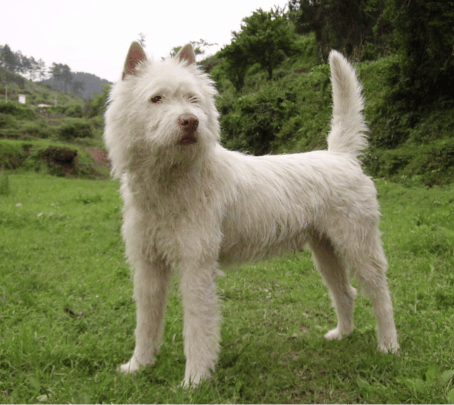 Dog Breeds RARELY Seen Outside Their Native Countries: Xiasi Dog (China)