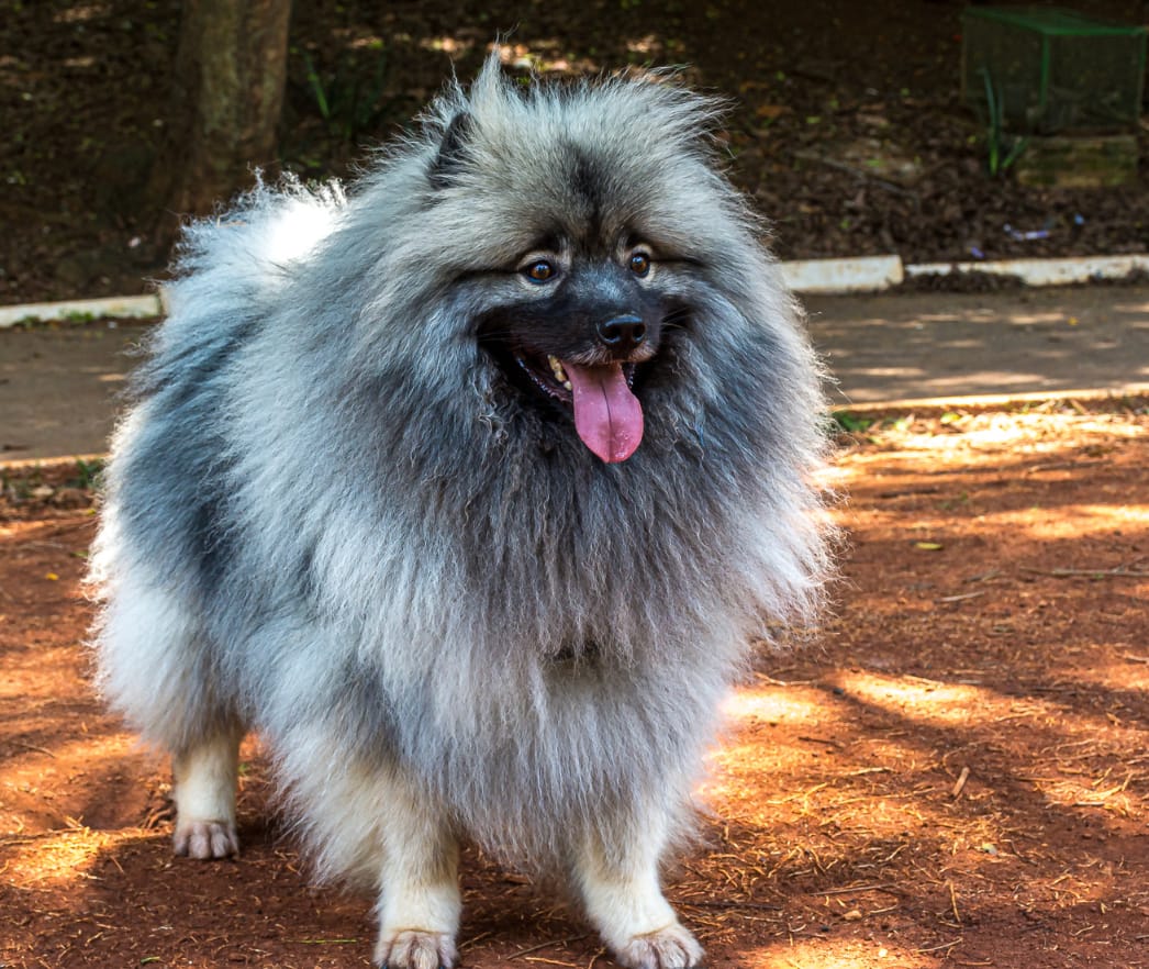 Long Haired Dog Breeds: Keeshond