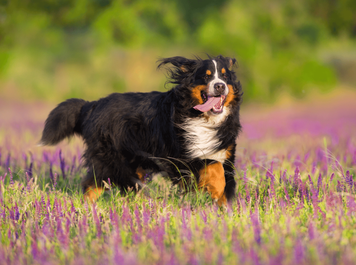Long Haired Dog Breeds: Bernese Mountain Dog