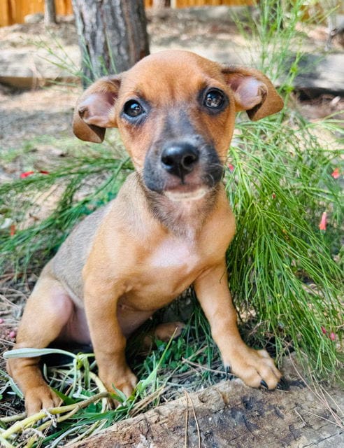 Bruiser