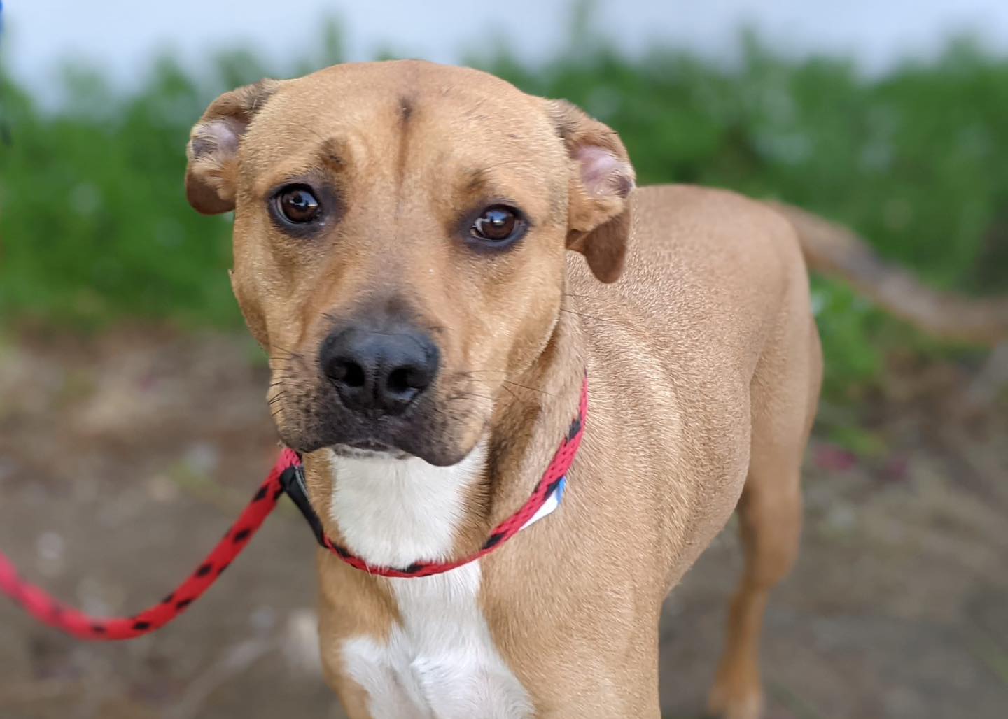 Surrendered but Still Hopeful: Otis the Lab Mix Wants to Be Loved Again ...