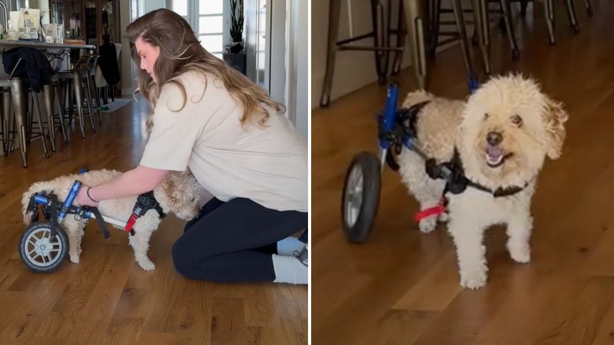 Watch The Moment a Paralyzed Dog Runs Again—Get the Tissues - Rocky Kanaka