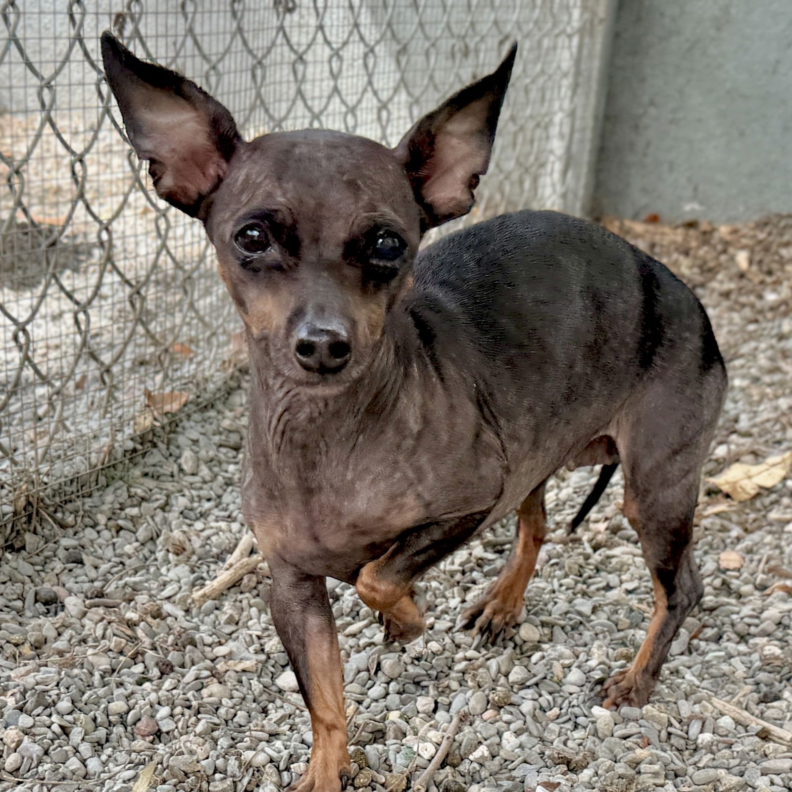 Timid but Trusting Padme the 8 Pound Chihuahua Mix Is Ready to Bloom in