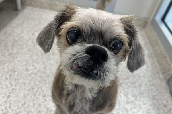 Wicket - Shih Tzu