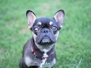 Wade has a rare disease called valley fever in dogs