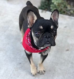 Wade has valley fever. This disease is common in desert areas like arizona and new mexico