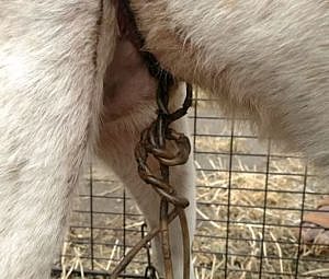 Homer was likely tethered and escaped, and the tight tether grew into his body. Dog tethering is illegal in many states