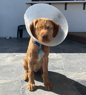 Willie healing from eye surgery being a good boy