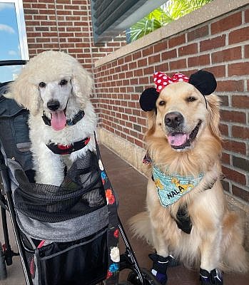 Nala is teaching zazu how to be a service dog