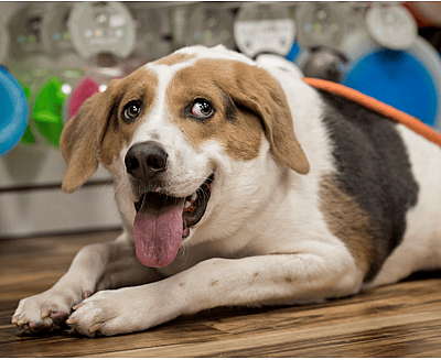 dog with no neck short spine syndrome