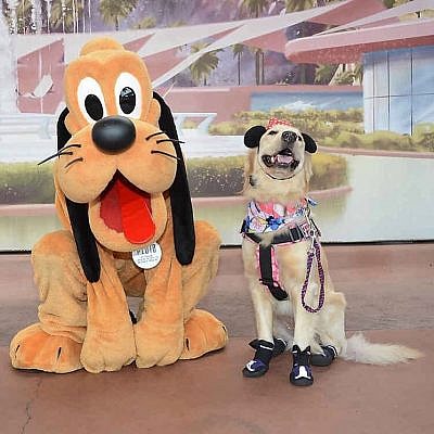 nala the service dog with goofy