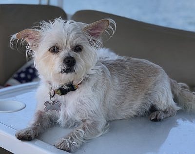 my dog had itchy paws but we finally found something that worked