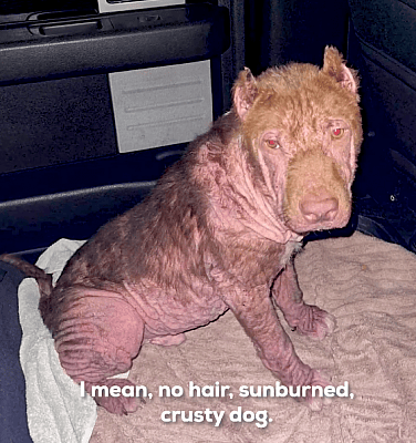 Diesel, pit bull with mange