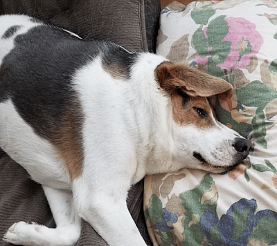 cooper has short spine syndrome. Makes him look like a dog with no neck