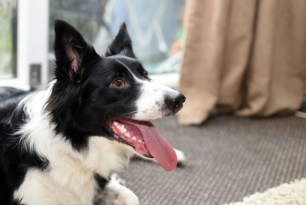 can dogs smell cancer