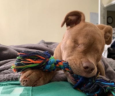 Puddin the blind dog