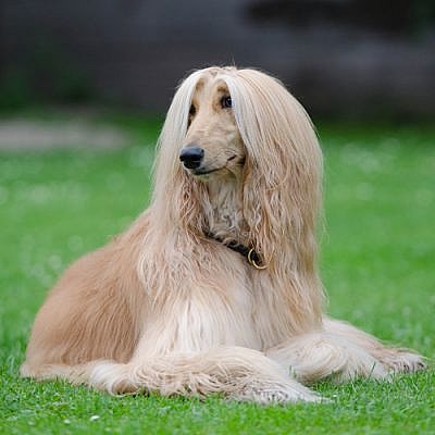 light brown Afghan Hound on a grass