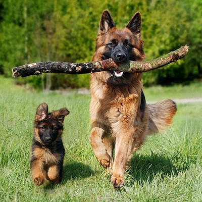 German Shepherd adult and puppy