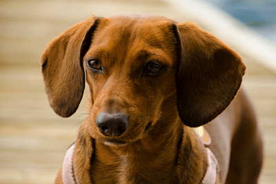 Dachshunds are great dogs to travel with