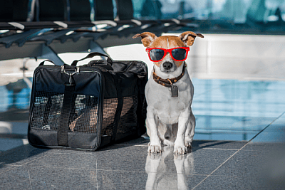Jack Russell terriers are small enough to travel, and have lots of energy. One of the best dogs for travel