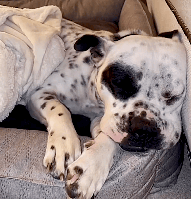 What is a puppy mill? Valentine found out the hard way