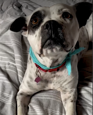 Valentine went from a puppy mill to a hoarding situation