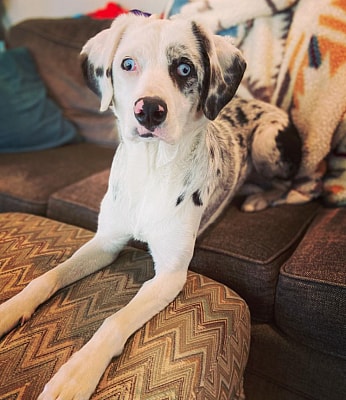 Great Dane Puppy is Double Merle