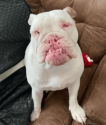 Iris is a blind and deaf bulldog double merle