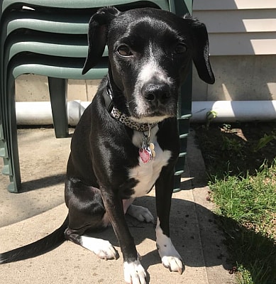 pit bull beagle mix. Chloe