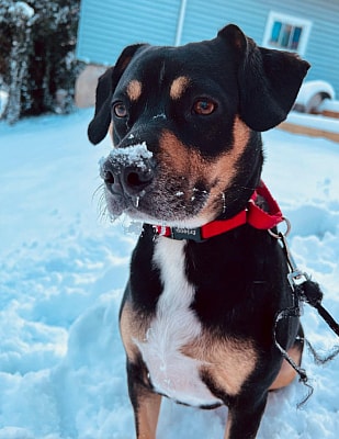 meet Brandy. A perfect pit bull beagle mix