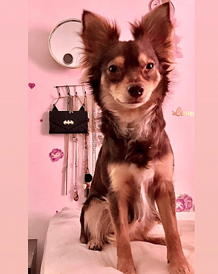 A great example of a Chihuahua Mixed With German Shepherd