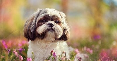 Hypoallergenic Dogs for Adoption