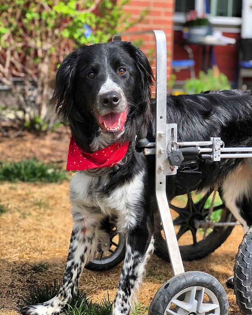 Moby was born with cerebellar hypoplasia which caused him to wobble