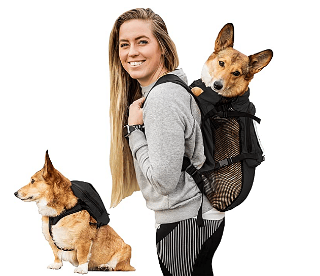 Corgi in a carrier bag