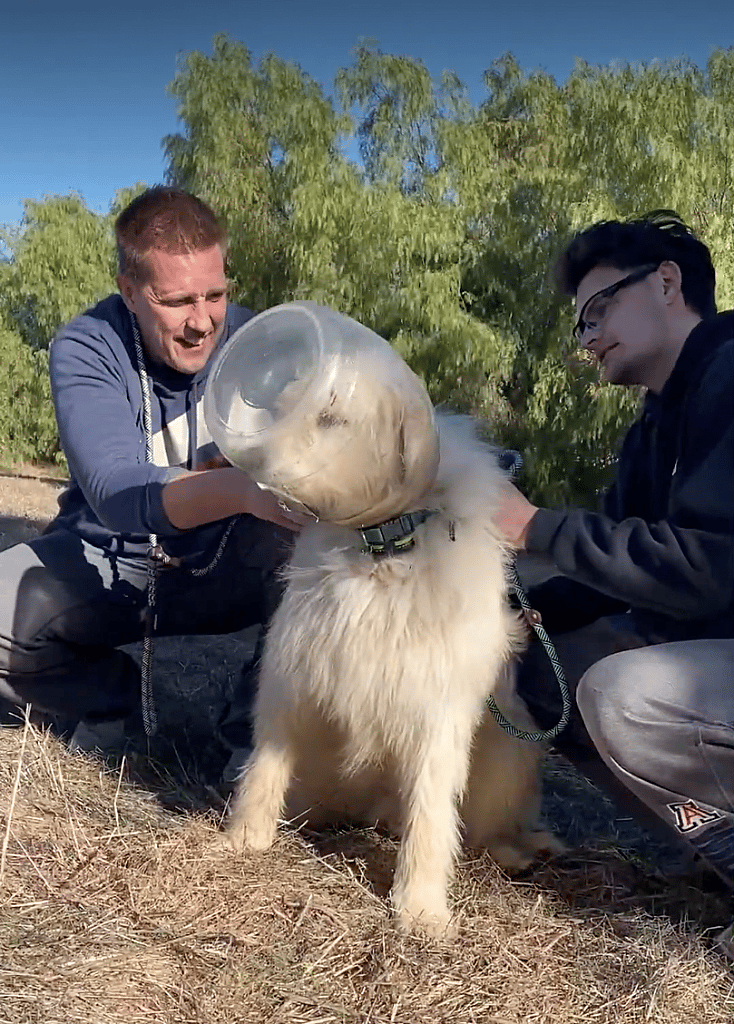 Rocky & his neighbor trying to help a dog who has a bottle stuck on his head