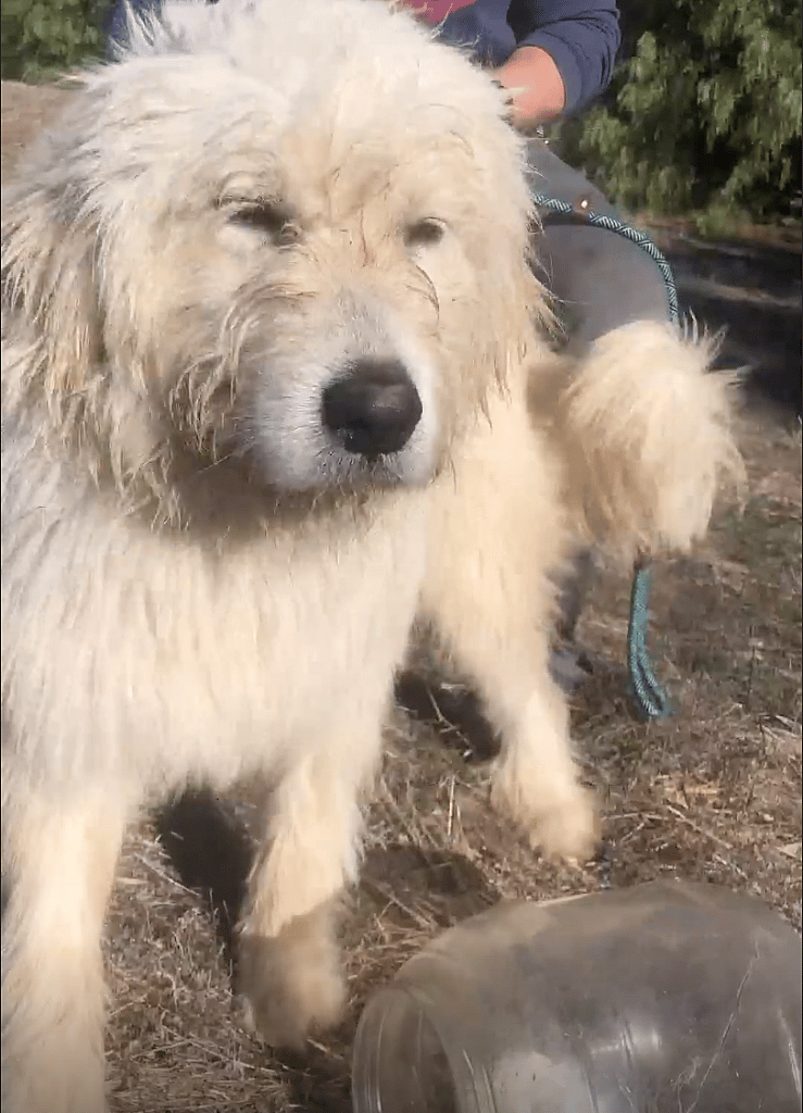 Dog is free of the bottle stuck on his head