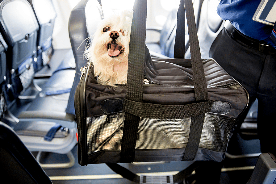 a dog in a carrier bag on an airplane
