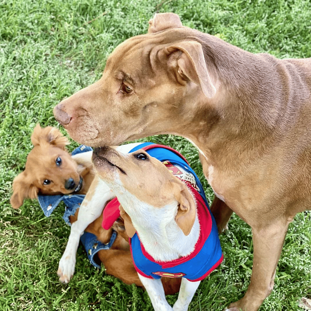 Destiny and her pups