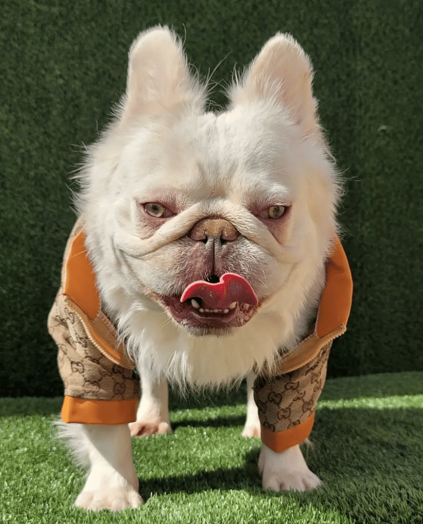 White fluffy frenchie