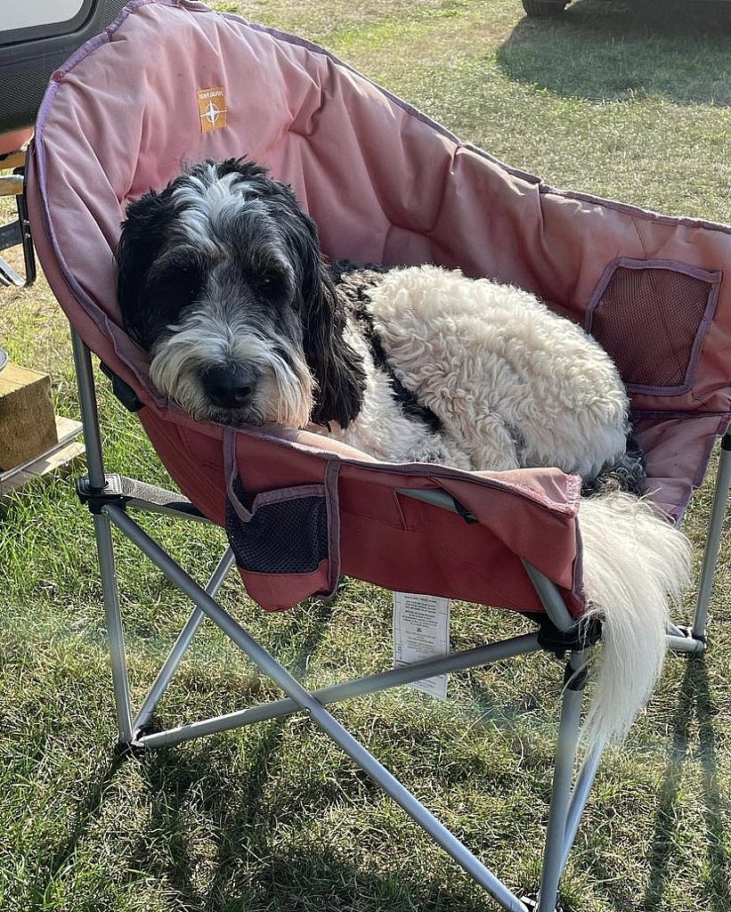 Ella the Newfiedoodle