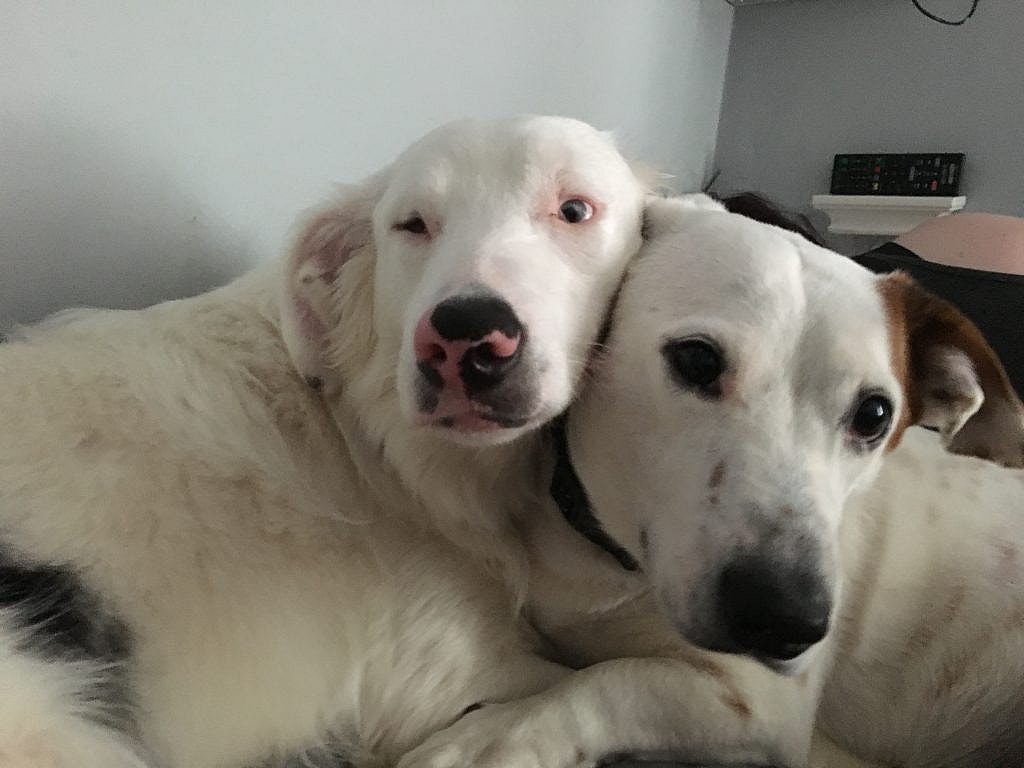 Deaf & Blind Dog with his sister