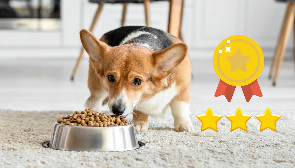 Best Dog Food for Corgis
