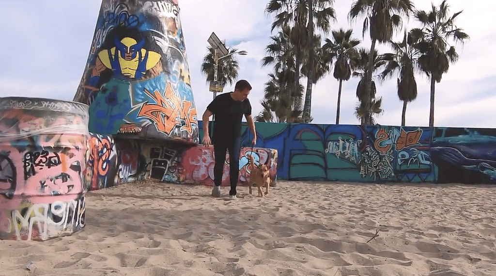 I broke this shelter dog out for Thanksgiving! - Rocky and Bodhi