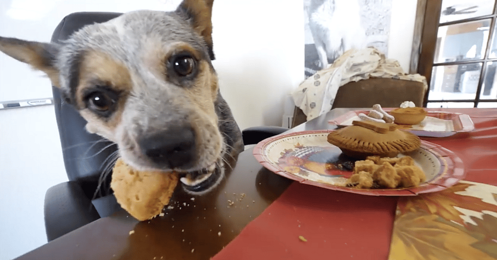 Homeless Dog Has First Thanksgiving and Invites His New Friends