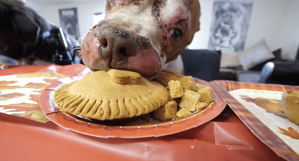 Homeless Dog Has First Thanksgiving and Invites His New Friends