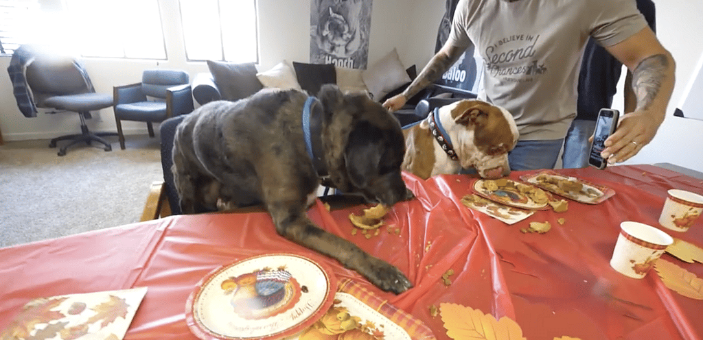 Homeless Dog Has First Thanksgiving and Invites His New Friends